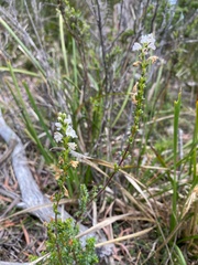 Euphrasia collina