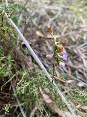 Euphrasia collina