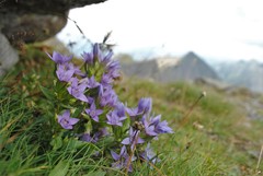 Gentianella germanica