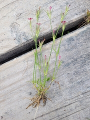 Dianthus armeria