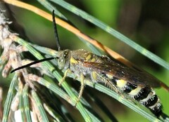 Radumeris radula