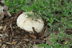 Agaricus deserticola