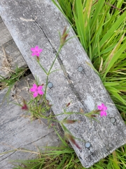 Dianthus armeria