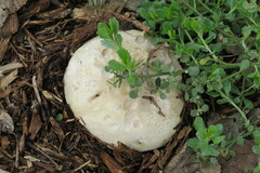 Agaricus deserticola