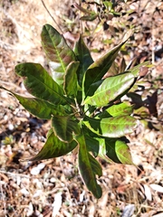 Morella caroliniensis