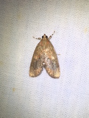 Mimophobetron pyropsalis