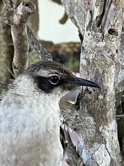 Mimus parvulus parvulus