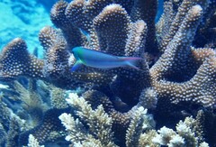 Thalassoma amblycephalus