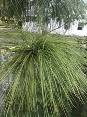 Pinus elliottii