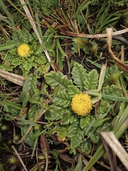 Senecio repens