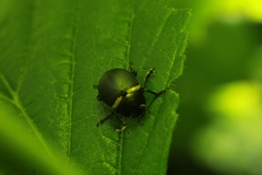 Cosmogramma patricia