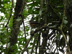 Turdus albicollis