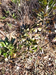 Morella caroliniensis