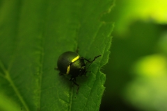 Cosmogramma patricia