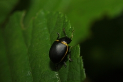 Cosmogramma patricia