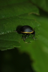 Cosmogramma patricia
