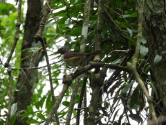 Turdus albicollis