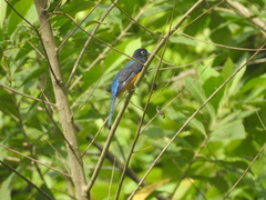 Trogon chionurus
