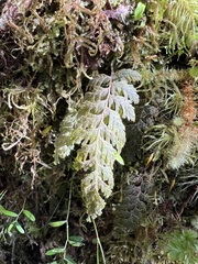 Hymenophyllum frankliniae