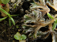 Riccia
