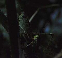 Staleochlora viridicata