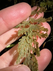 Hymenophyllum frankliniae