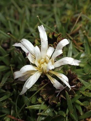 Hypochaeris sessiliflora
