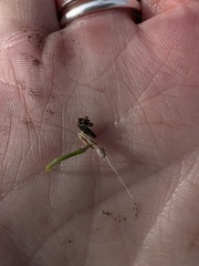 Bromus hordeaceus