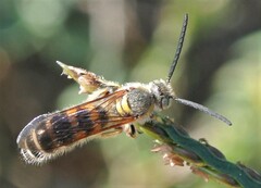 Radumeris radula