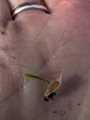 Bromus hordeaceus