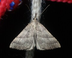 Hypena atomaria