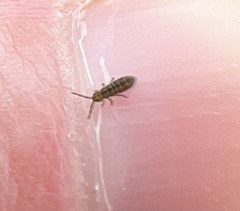 Isotomurus