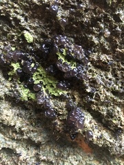 Nostocales