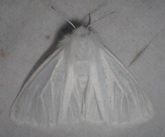 Spilosoma congrua
