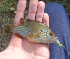 Lepomis gibbosus × cyanellus