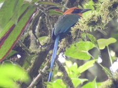 Baryphthengus martii