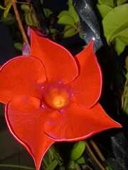 Mandevilla sanderi