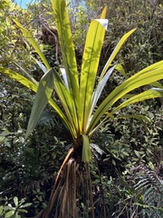 Cordyline indivisa