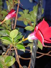 Mandevilla sanderi