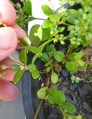 Polycarpon tetraphyllum