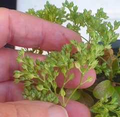 Polycarpon tetraphyllum