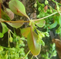 Polycarpon tetraphyllum