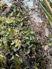 Hymenophyllum armstrongii