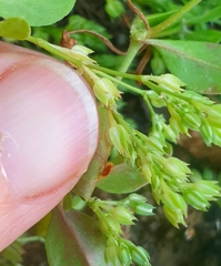 Polycarpon tetraphyllum