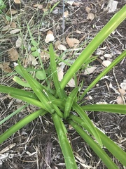 Hymenocallis tridentata