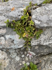 Aeollanthus parvifolius