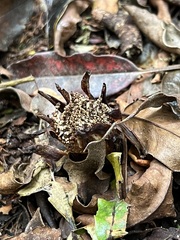 Dactylanthus taylorii