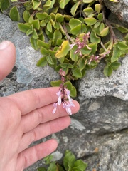 Aeollanthus parvifolius