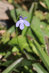 Lobelia quadrangularis