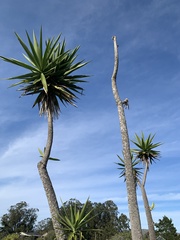 Yucca gigantea